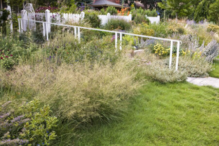 Attract Beneficial Insects for Natural Pest Control